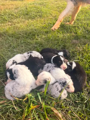 Vendo filhotes de border collie!