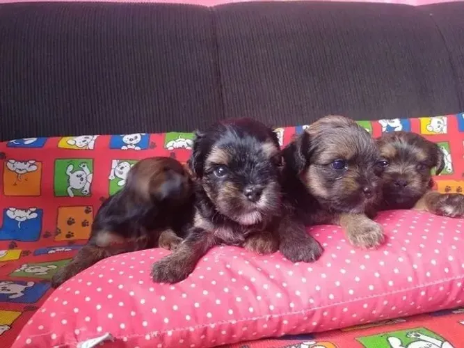 Cachorros pequenos em oferta em fortaleza yorkpoo