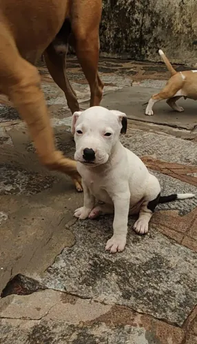 vende se filhotes Pitbull terrier!