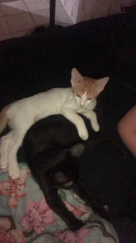 Gatinhos pra doação