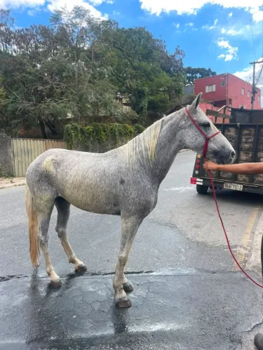 cavalo 