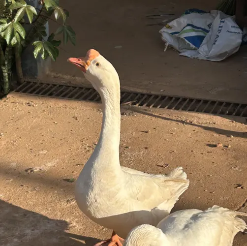 Ganso branco macho