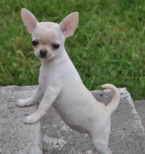 Chihuahua Afeto que se mostra na lealdade