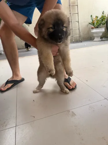 Husky siberiano filhote 