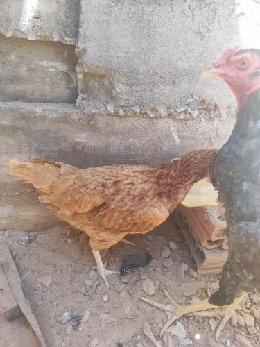 Galinha poedeira ovo marrom