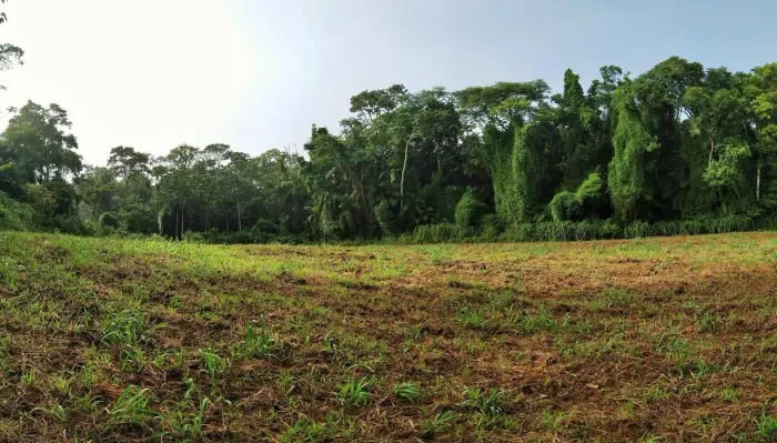 Sítio à Venda em Pomerode/SC apenas 4,5 km centro e 2 km do asfalto