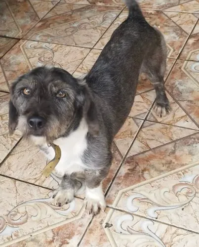 Doação cachorro Macho porte pequeno