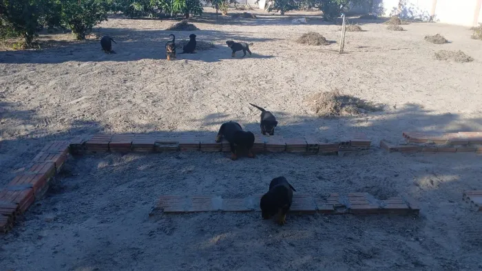 Filhotes de rottweiler promoção 