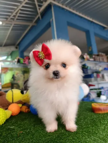 Spitz alemão fêmea a pronta entrega