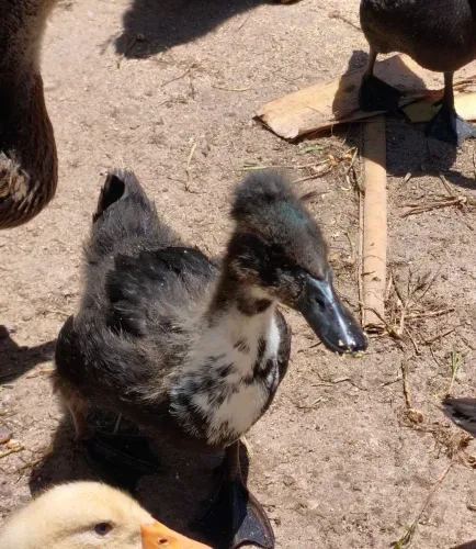 Marreco, casal de marreco Pompom