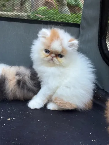 Gatinhas persa