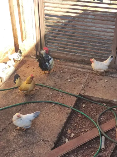 Doação galo e galinha Galizé