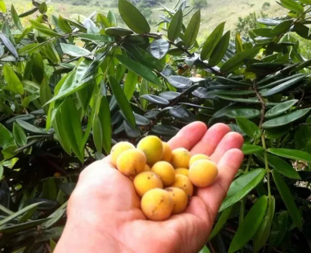 Vendo Mudas de Cabeludinha ( Jabuticaba Amarela ) - Guarulhos