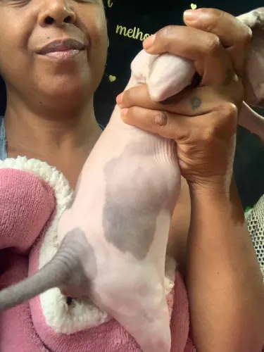 Menina sphynx 3 meses