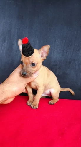 Pinscher macho com 55 dias vacinado 