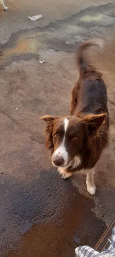 Border Collie