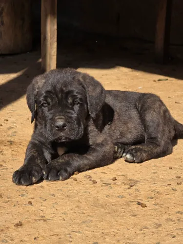 FILHOTES DE CANE CORSO ITALIANO