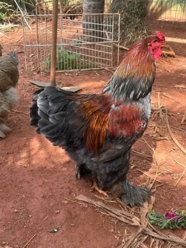Casal Brahma perdiz azul linhagem importada