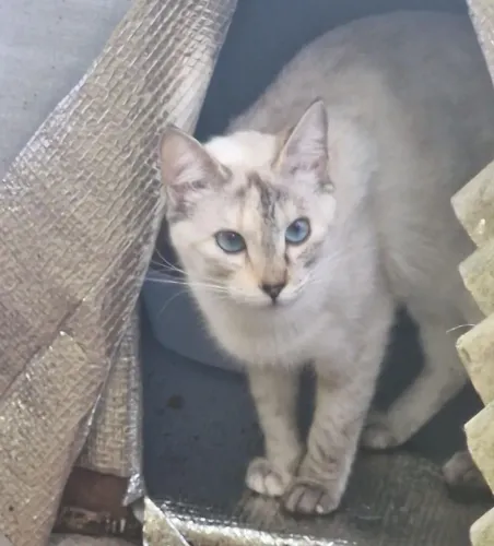 gatinha para adoção
