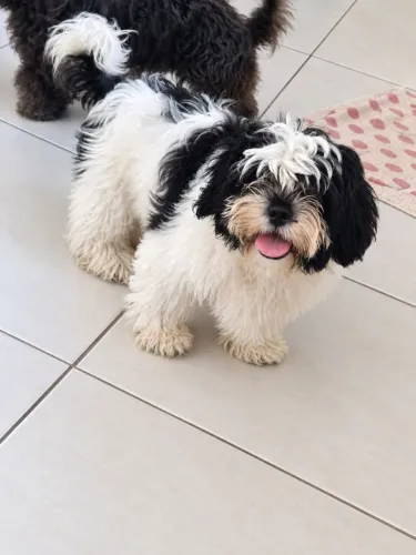 Shitzu