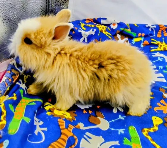 Lindos Filhotes Disponíveis Mini Lion e Mini Lop