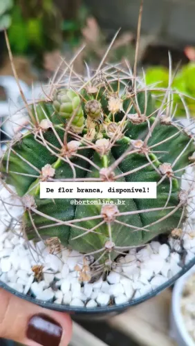 Cacto de flor branca