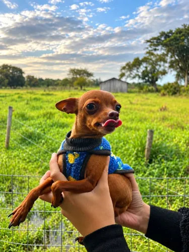 Pinscher macho 0 para cruzar.