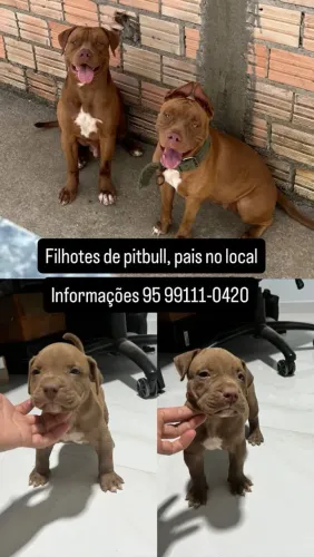 Filhotes de Pitbull