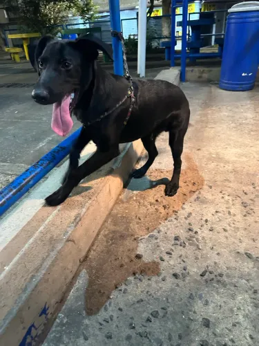 Doa-se cachorro porte pequeno