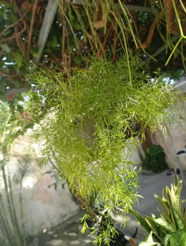 Planta ALFINETE pendente