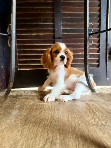 Cavalier King Charles Spaniel 