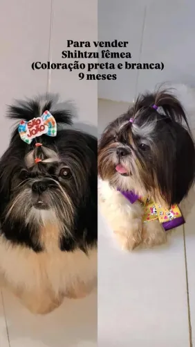 Shihtzu fêmea