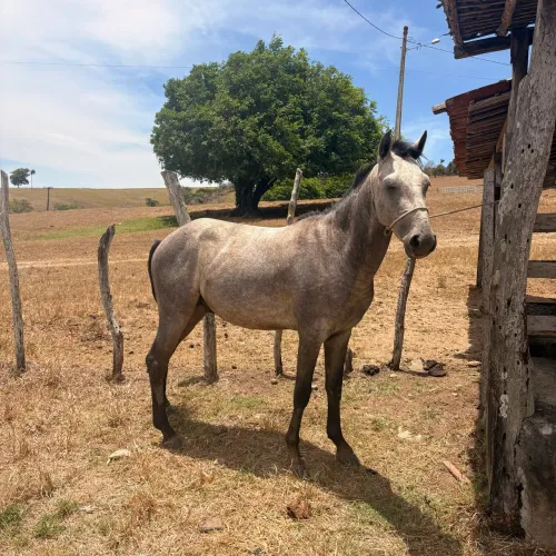 Potro quarto de milha 
