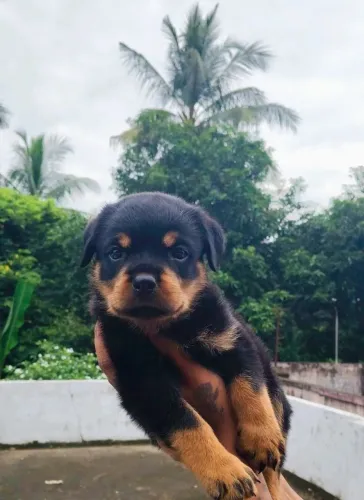 Rottweiler filhotes 