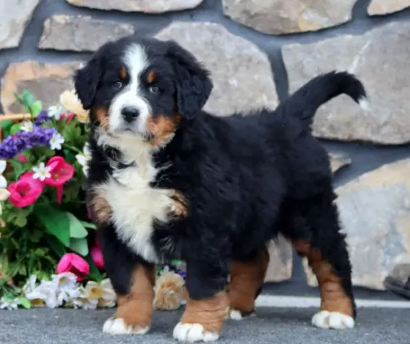 Quer um Bernese incrível? Me chama no WhatsApp e veja os filhotes disponíveis!