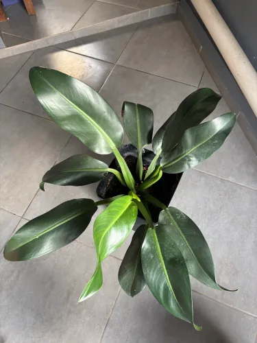 VASO BELÍSSIMO DA PLANTA PACOVÁ