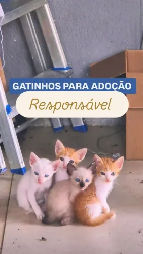 Gatinhos para adoção responsável