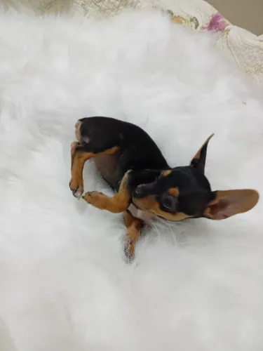 Vendo fêmea 2 meses