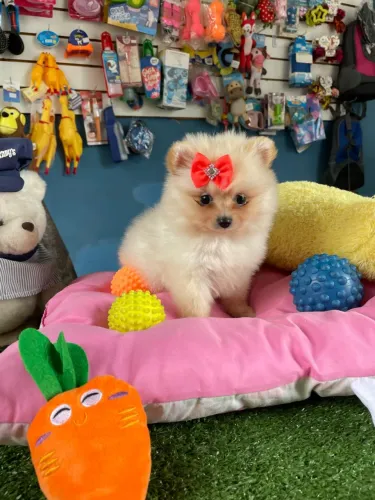 Spitz alemão fêmea $4.200,00