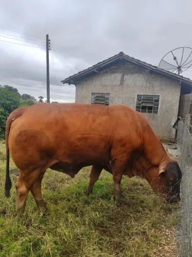 vendo touro senepol P.ó. 
