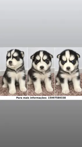 Husky siberiano, raça pura