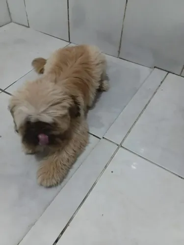 Shitzu com 7 meses 
