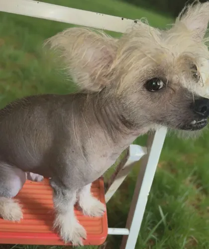 Cão de Crista Chinês Macho