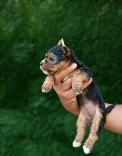 Yorkshire Terrier Mini Muito Bonito