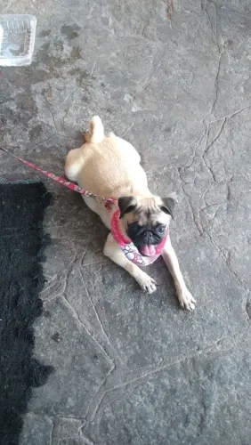 Pug fêmea