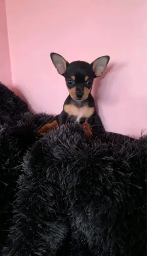 Pinscher