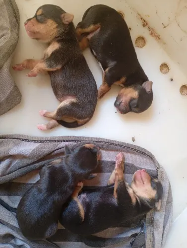 Filhotes de pinscher