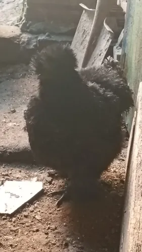 Troco Galinha Sedosa do Japão 