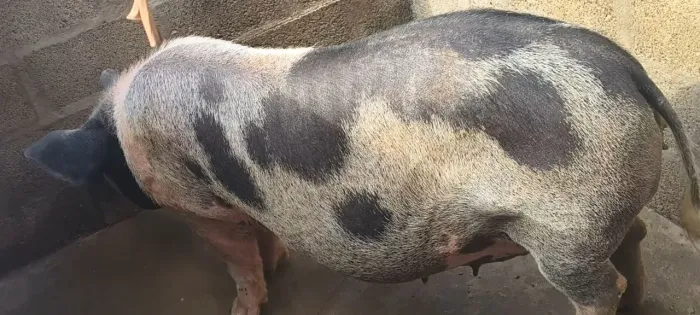 Porca gorda