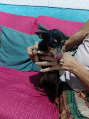 Pinscher femea
